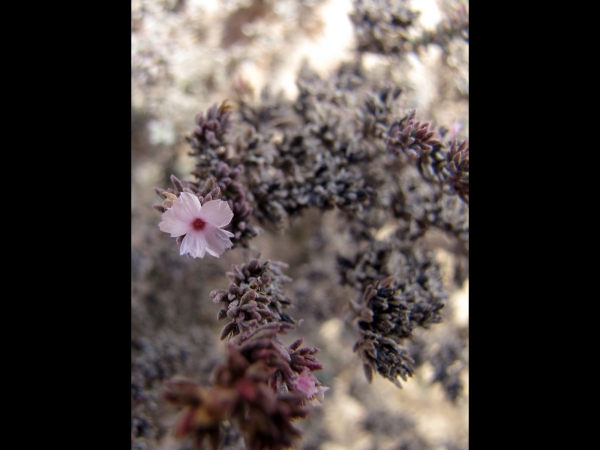 Frankenia laevis
Sea Heath (Eng) Brezo de Mar (Sp) Seeheide (Ger)
Trefwoorden: Plant;struik;Frankeniaceae;Bloem;roze