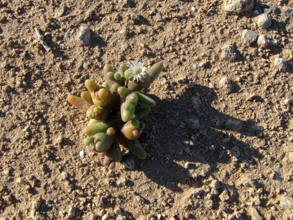 Mesembryanthemum cryptanthum
Babies' Toes, Blood Finger (Eng, in SA), Bloedvinger (Afr) Afzou (Arab) אָהָל מְגֻשָּׁם, Ahal Megusham (Hebrew) 
Trefwoorden: Plant;Aizoaceae;Bloem;wit;woestijn