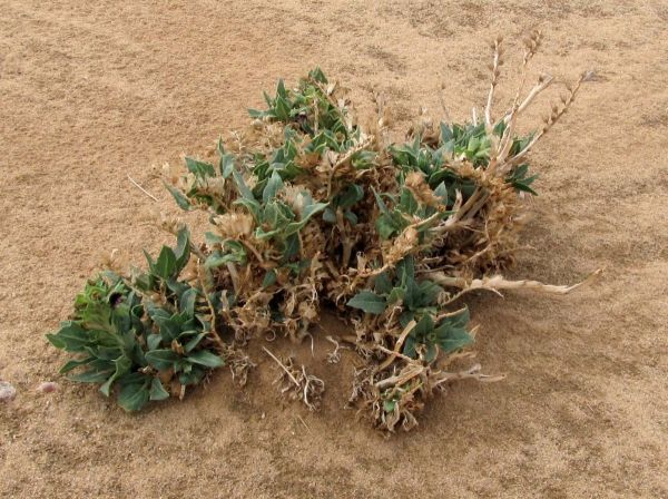Hyoscyamus muticus
Egyptian Henbane (Eng) Egyptisch bilzekruid (Ned)
Trefwoorden: Plant;Solanaceae;Bloem;paars;woestijn