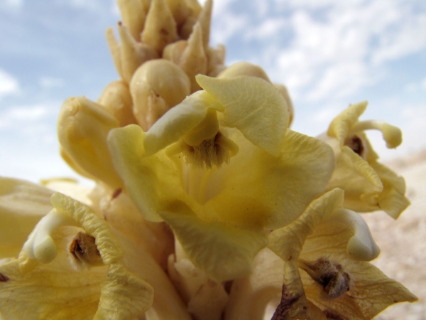 Cistanche phelypaea
Yellow Broomrape (Eng) Gele Bremraap, Woestijnhyacint (Ned) Gelbe Cistanche (Ger)
Trefwoorden: Plant;Orobanchaceae;Bloem;geel