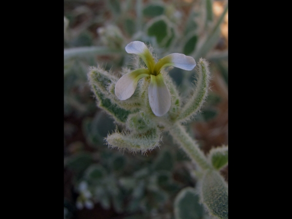 Morettia philaeana
Taaghagha (Bed. Arabic)
Trefwoorden: Plant;Brassicaceae;Bloem;wit;woestijn