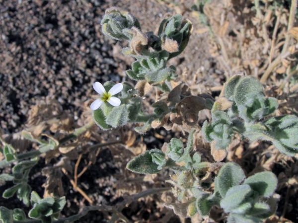 Morettia philaeana
Taghar (Ar)
Trefwoorden: Plant;Brassicaceae;Bloem;wit;woestijn