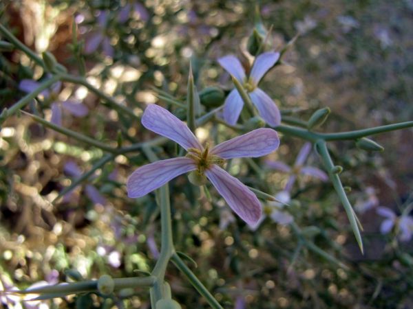 Zilla Spinosa
Spiny zilla (Eng) Bisilla (Ar) 
Trefwoorden: Plant;struik;Brassicaceae;Bloem;lila;woestijn