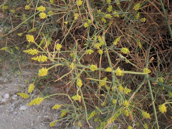 Ochradenus baccatus
Pearl Plant (Eng) Gurdi (Ar) 
Trefwoorden: Plant;Resedaceae;Bloem;geel;woestijn