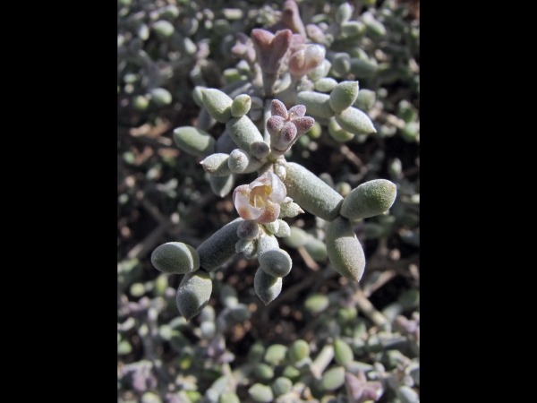 Zygophyllum album
White Bean-caper (Eng) Zugan Lavan (Hebrew) 
Trefwoorden: Plant;Zygophyllaceae;Bloem;wit;woestijn