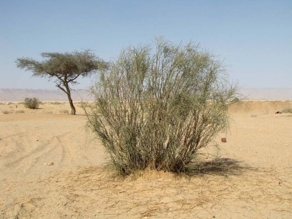 Retama raetam
White broom (Eng)
Trefwoorden: Plant;Fabaceae;Bloem;wit;woestijn