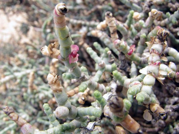 Haloxylon salicornicum
Trefwoorden: Plant;Amaranthaceae;Bloem;rood;woestijn