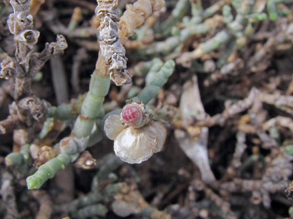 Anabasis articulata
Berry Bearing Glasswort, Jointed Anabis (Eng) Yafruk Hammidbar (Hebrew)
Trefwoorden: Plant;struik;Amaranthaceae;Bloem;rood;woestijn