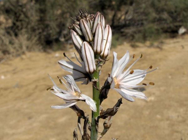 Asphodelus tenuifolius
Asphodel  (Eng) Barwag (Ar) 
Trefwoorden: Plant;Asphodelaceae;Bloem;wit;woestijn;steppe