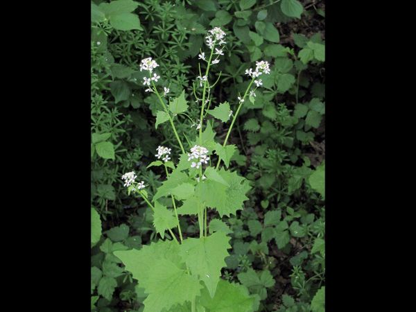Alliaria petiolata
Hedge Garlic (Eng) Look Zonder Look (Ned) Knoblauchsrauke (Ger)
Trefwoorden: Plant;Brassicaceae;Bloem;wit;schaduwplant