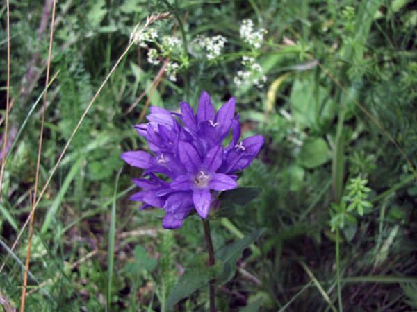 Campanula glomerata
Clustered Bellflower (Eng) Kluwenklokje (Ned) Knäuel-Glockenblume (Ger) 
Trefwoorden: Plant;Campanulaceae;Bloem;blauw
