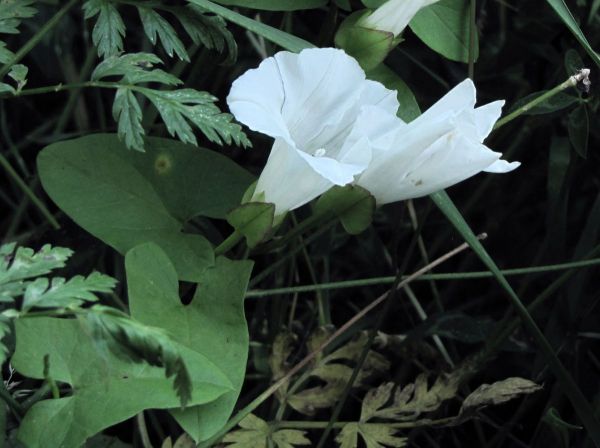 Convolvulus sepium
Hedge Bindweed (Eng) Haagwinde (Ned) Echte Zaunwinde (Ger)
Trefwoorden: Plant;Convolvulaceae;Bloem;wit;klimplant