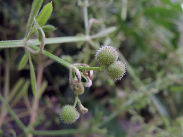 Galium aparine
Cleavers (Eng) Kleefkruid (Ned) Kletten-Labkraut (Ger)  - fruits
Trefwoorden: Plant;Rubiaceae;Bloem;wit