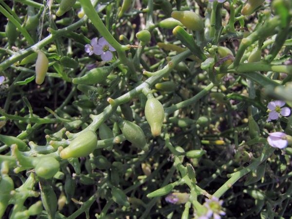 Cakile maritima
European Searocket (Eng) Zeeraket (Ned) Europäischer Meersenf (Ger) 
Trefwoorden: Plant;Brassicaceae;vrucht;duinplant