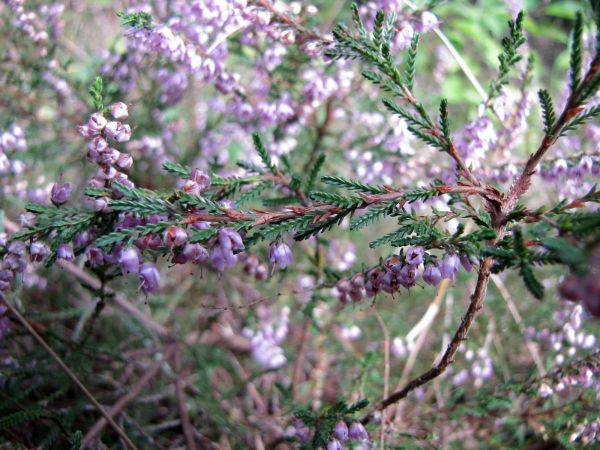 Calluna vulgaris
Common Heather (Eng) Struikheide (Ned) Besenheide (Ger) 
Trefwoorden: Plant;struik;Ericaceae;Bloem;roze