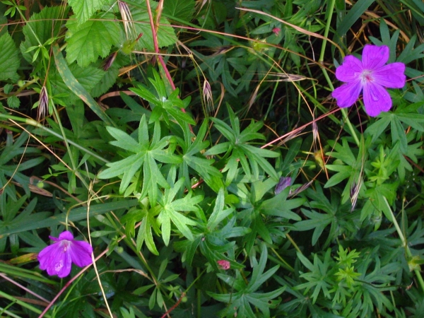 Geranium sanguineum
Bloody Cranesbill (Eng) Bloedooievaarsbek (Ned) Blut-Storchschnabel (Ger)
Trefwoorden: Plant;Geraniaceae;Bloem;roze;rood;paars;tuinplant