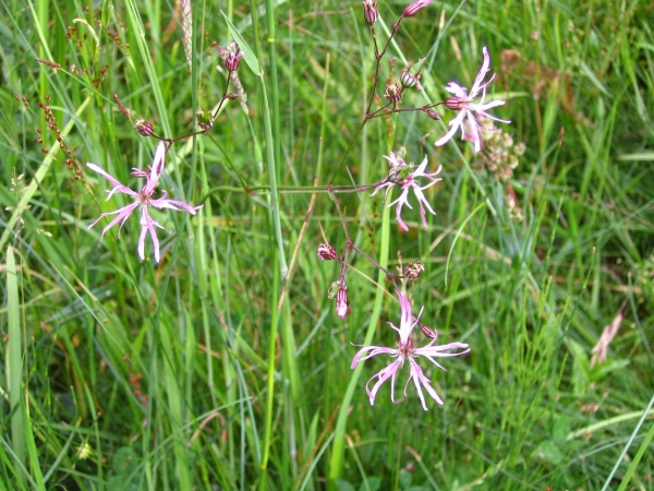 Silene flos-cuculi
Ragged Robin (Eng) Echte Koekoeksbloem (Ned) Kuckucks-Lichtnelke (Ger)
Trefwoorden: Plant;Caryophyllaceae;Bloem;roze