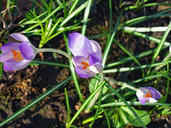 Crocus vernus
Spring Crocus (Eng) Bonte Krokus (Ned) Frühlings-Krokus (Ger)
Trefwoorden: Plant;Iridaceae;Bloem;blauw;wit;Stinzenplant