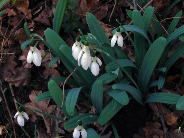 Galanthus woronowii
Woronow's Snowdrop, Green Snowdrop (Eng) Bleek Sneeuwklokje (Ned) Woronow-Schneeglöckchen (Ger)
Trefwoorden: Plant;Amaryllidaceae;Bloem;wit;tuinplant;stinzenplant