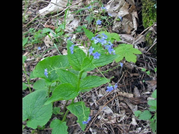 Brunnera macrophylla
Siberian Bugloss, Great Forget-me-not (Eng) Kaukasisch vergeet-mij-nietje (Ned) Großblättriges Kaukasusvergissmeinnicht (Ger) Göğcegözü  (Tr)
Trefwoorden: Plant;Boraginaceae;Bloem;blauw;tuinplant