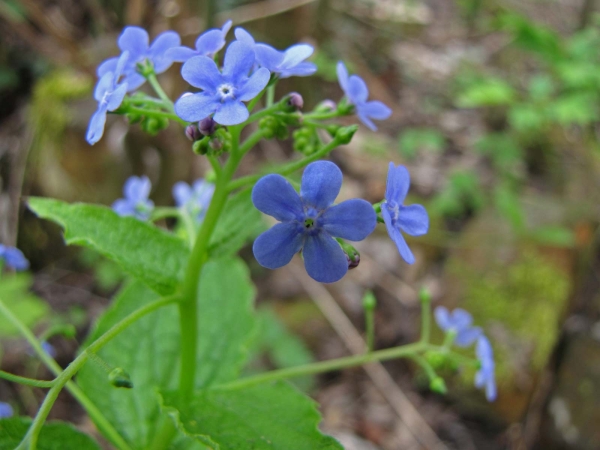 Brunnera macrophylla
Siberian Bugloss, Great Forget-me-not (Eng) Kaukasisch vergeet-mij-nietje (Ned) Großblättriges Kaukasusvergissmeinnicht (Ger) Göğcegözü  (Tr)
Trefwoorden: Plant;Boraginaceae;Bloem;blauw;tuinplant