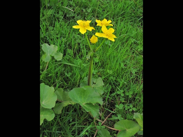 Caltha palustris
Kingcup, Marsh-marigold (Eng) Gewone dotterbloem (Ned) Sumpfdotterblume (Ger)
Trefwoorden: Plant;Ranunculaceae;Bloem;geel;moerasplant