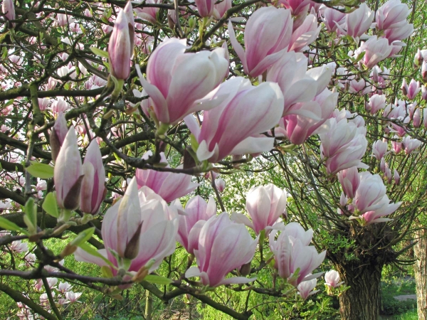 Magnolia × soulangeana
Saucer Magnolia, Tulip Tree (Eng) Gewone Magnolia (Ned) Tulpen-Magnolie (Ger)
Trefwoorden: Plant;Boom;Magnoliaceae;Bloem;roze