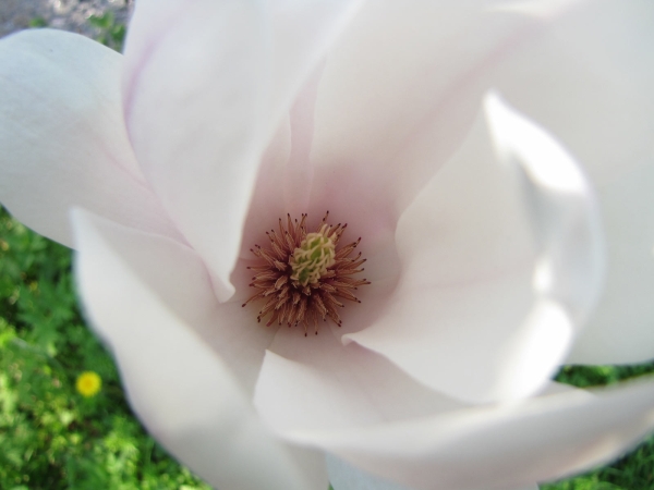 Magnolia × soulangeana
Saucer Magnolia, Tulip Tree (Eng) Gewone Magnolia (Ned) Tulpen-Magnolie (Ger)
Trefwoorden: Plant;Boom;Magnoliaceae;Bloem;roze