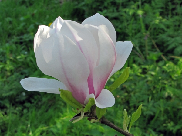 Magnolia × soulangeana
Saucer Magnolia, Tulip Tree (Eng) Gewone Magnolia (Ned) Tulpen-Magnolie (Ger)
Trefwoorden: Plant;Boom;Magnoliaceae;Bloem;roze