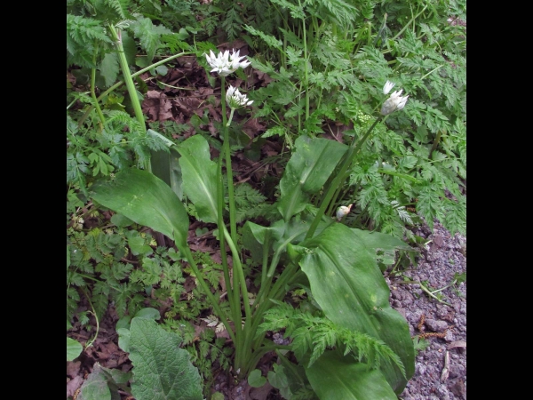 Allium ursinum
Ramsons, Wild Garlic (Eng) Daslook (Ned) Bärlauch (Ger)
Trefwoorden: Plant;Amaryllidaceae;Bloem;wit