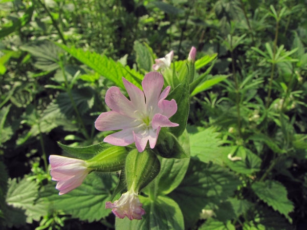 Silene × hampeana
Hybrid Campion (Eng) Bastaardkoekoeksbloem (Ned) Bastard-Lichtnelke (Ger)
Trefwoorden: Plant;Caryophyllaceae;Bloem;roze