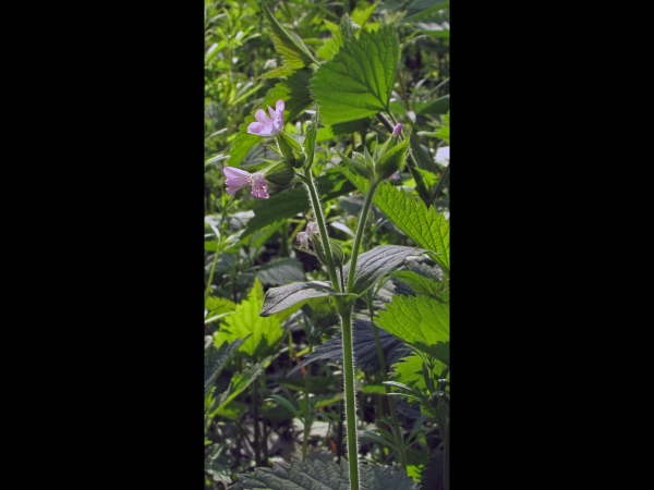 Silene × hampeana
Hybrid Campion (Eng) Bastaardkoekoeksbloem (Ned) Bastard-Lichtnelke (Ger)
Trefwoorden: Plant;Caryophyllaceae;Bloem;roze