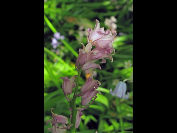 Hyacinthoides non-scripta
Common Bluebell (Eng) Wilde Hyacint, Boshyacint (Ned) Atlantisches Hasenglöckchen (Ger) - pink type
Trefwoorden: Plant;Asparagaceae;Bloem;roze