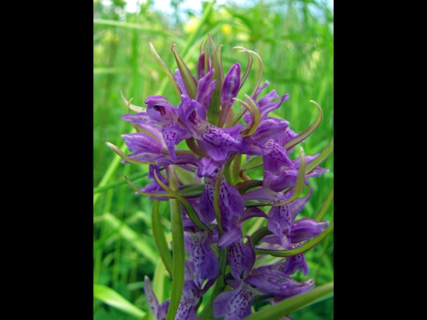 Dactylorhiza incarnata
Early Marsh Orchid (Eng) Vleeskleurige orchis (Ned) Fleischfarbenes Knabenkraut (Ger)
Trefwoorden: Plant;Orchidaceae;Bloem;paars;roze