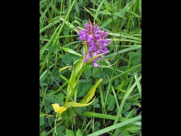 Dactylorhiza incarnata
Early Marsh Orchid (Eng) Vleeskleurige orchis (Ned) Fleischfarbenes Knabenkraut (Ger)
Trefwoorden: Plant;Orchidaceae;Bloem;paars;roze