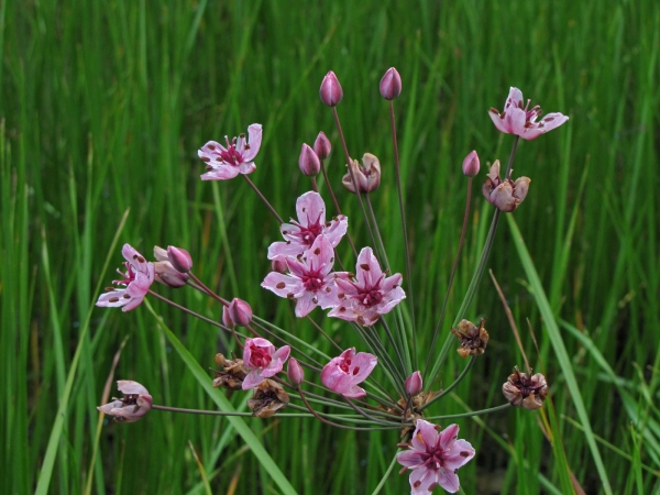 Butomus umbellatus
Flowering Rush (Eng) Zwanenbloem (Ned) Schwanenblume (Ger)
Trefwoorden: Plant;Butomaceae;Bloem;roze;oeverplant