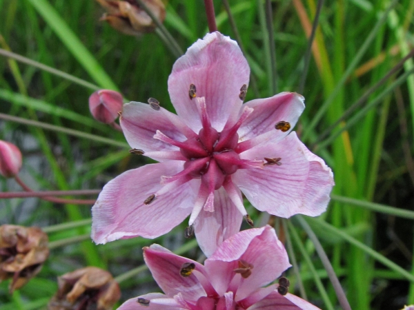 Butomus umbellatus
Flowering Rush (Eng) Zwanenbloem (Ned) Schwanenblume (Ger)
Trefwoorden: Plant;Butomaceae;Bloem;roze;oeverplant