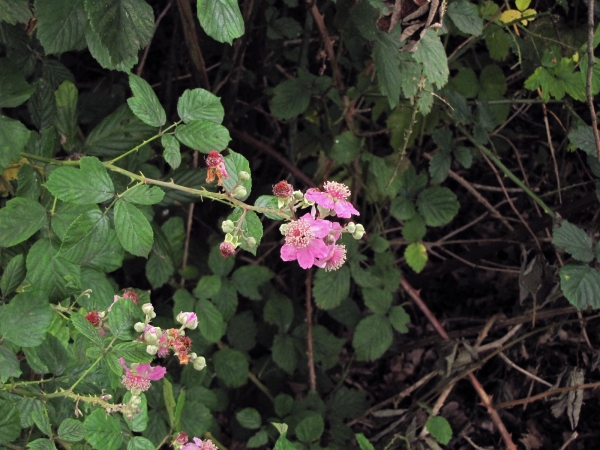 Rubus ulmifolius
Elmleaf Blackberry (Eng) Koebraam (Ned) Mittelmeer-Brombeere (Ger)
Trefwoorden: Plant;struik;Rosaceae;Bloem;roze