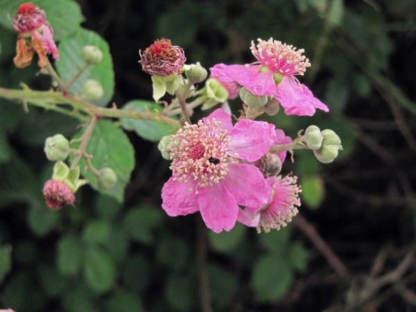 Rubus ulmifolius
Elmleaf Blackberry (Eng) Koebraam (Ned) Mittelmeer-Brombeere (Ger)
Trefwoorden: Plant;struik;Rosaceae;Bloem;roze