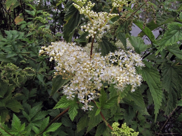 Filipendula ulmaria
Meadowsweet (Eng) Moerasspirea (Ned) Echtes Mädesüß (Ger)
Trefwoorden: Plant;Rosaceae;Bloem;wit