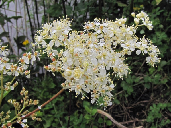 Filipendula ulmaria
Meadowsweet (Eng) Moerasspirea (Ned) Echtes Mädesüß (Ger)
Trefwoorden: Plant;Rosaceae;Bloem;wit