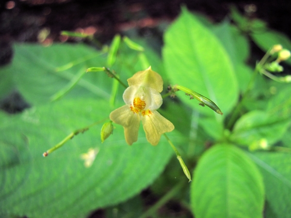 Impatiens parviflora
Small Balsam (Eng) Klein Springzaad (Ned) Kleines Springkraut (Ger)
Trefwoorden: Plant;Balsaminaceae;Bloem;geel;schaduwplant