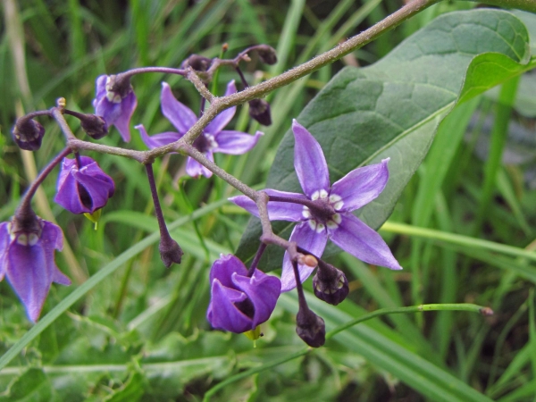 Solanum dulcamara
Bittersweet (Eng) Bitterzoet (Ned) Bittersüßer Nachtschatten (Ger)
Trefwoorden: Plant;Solanaceae;Bloem;blauw