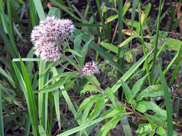 Eupatorium cannabinum
Hemp-agrimony, Holy Rope (Eng) Koninginnekruid (Ned) Gewöhnlicher Wasserdost (Ger) 
Trefwoorden: Plant;Asteraceae;Bloem;roze;wit