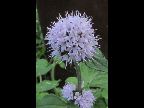 Mentha aquatica
Water Mint (Eng) Watermunt (Ned) Wasserminze (Ger) 
Trefwoorden: Plant;Lamiaceae;Bloem;lila;roze;oeverplant