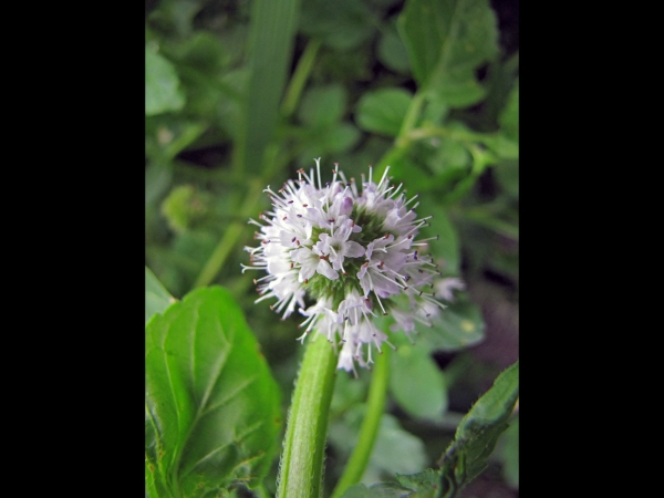 Mentha aquatica
Water Mint (Eng) Watermunt (Ned) Wasserminze (Ger) 
Trefwoorden: Plant;Lamiaceae;Bloem;lila;roze;oeverplant