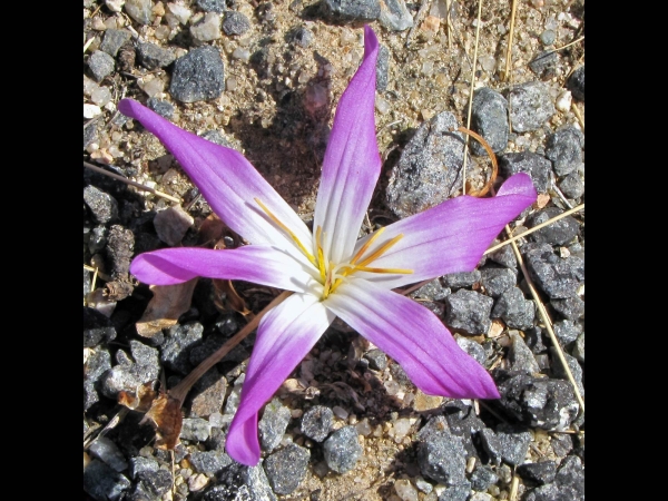 Colchicum; C. montanum
False Meadow Saffron (Eng) Merendera (Sp) Berg-Zeitlose (Ger)
Trefwoorden: Plant;Colchicaceae;Bloem;roze;wit