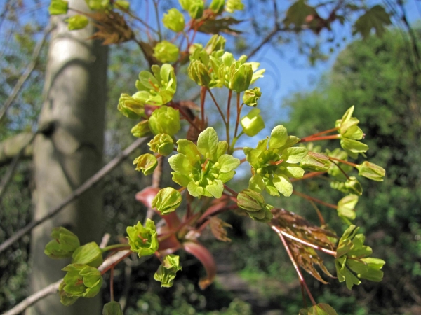 Acer platanoides
Norway Maple (Eng) Noorse Esdoorn (Ned) Spitzahorn (Ger) 
Trefwoorden: Plant;Boom;Sapindaceae;Bloem;groen