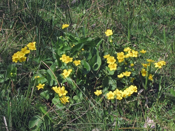 Caltha palustris palustris
Kingcup, Marsh-marigold (Eng) Gewone Dotterbloem (Ned) Sumpfdotterblume (Ger) 
Trefwoorden: Plant;Ranunculaceae;Bloem;geel;moerasplant