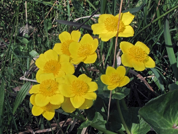 Caltha palustris palustris
Kingcup, Marsh-marigold (Eng) Gewone Dotterbloem (Ned) Sumpfdotterblume (Ger) 
Trefwoorden: Plant;Ranunculaceae;Bloem;geel;moerasplant